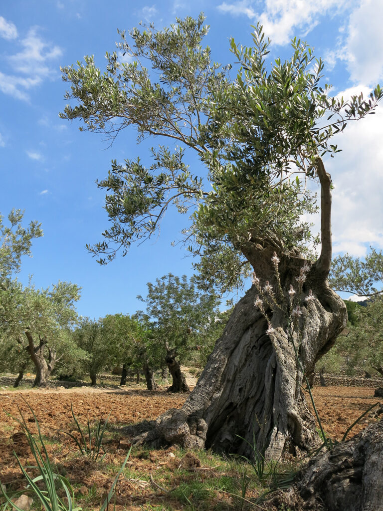 Hiking in Mallorca's Tramuntana Mountains
