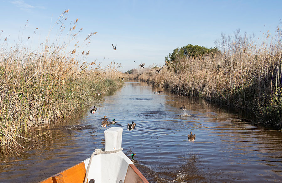 Navega por el lago del Parque Natural de la Albufera y disfruta de la avifauna.
