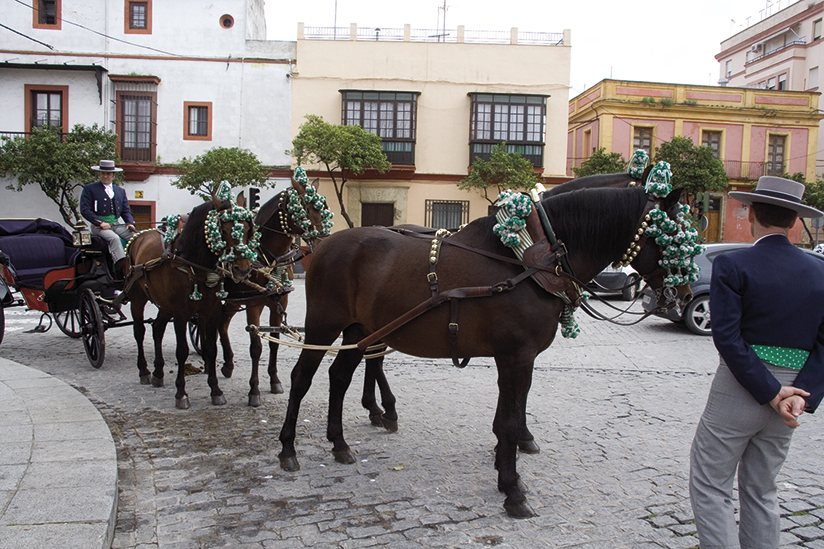 Los caballos andaluces forman parte natural del paisaje urbano de Jerez de la Frontera, Andalucía.