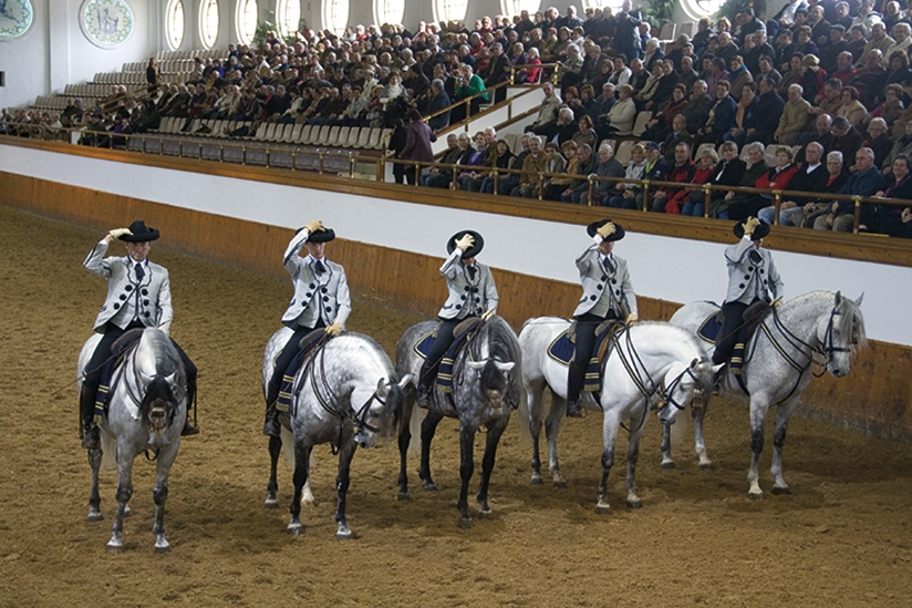 Los caballos andaluces aprenden rápido y bailan maravillosamente para el público.