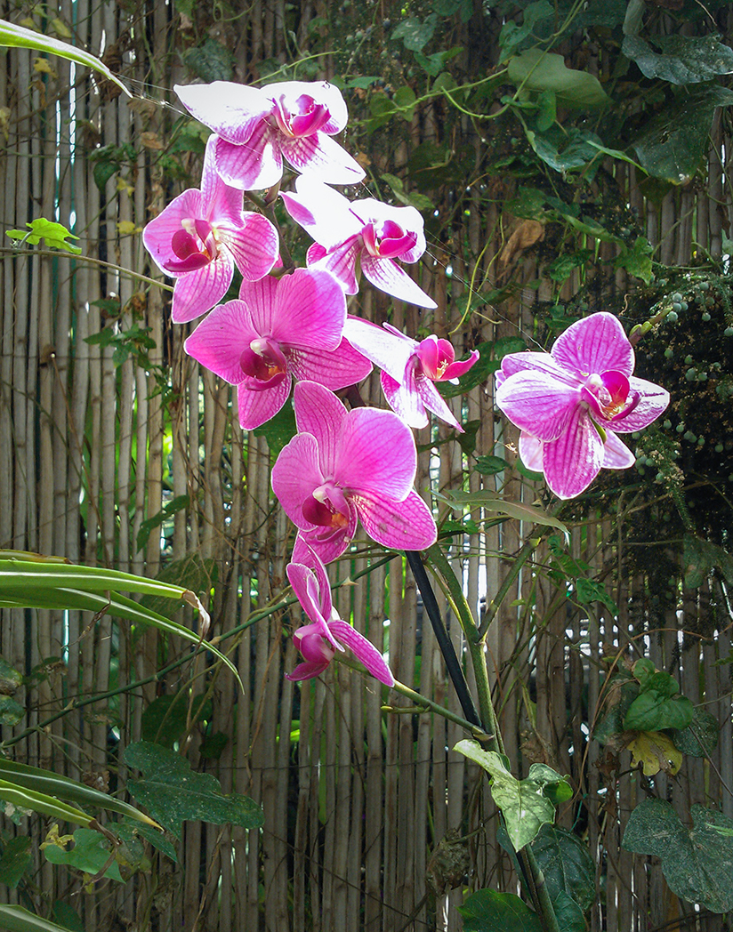 Orkidéhaven på Tenerife, hvor Agatha Christie blev inspireret.